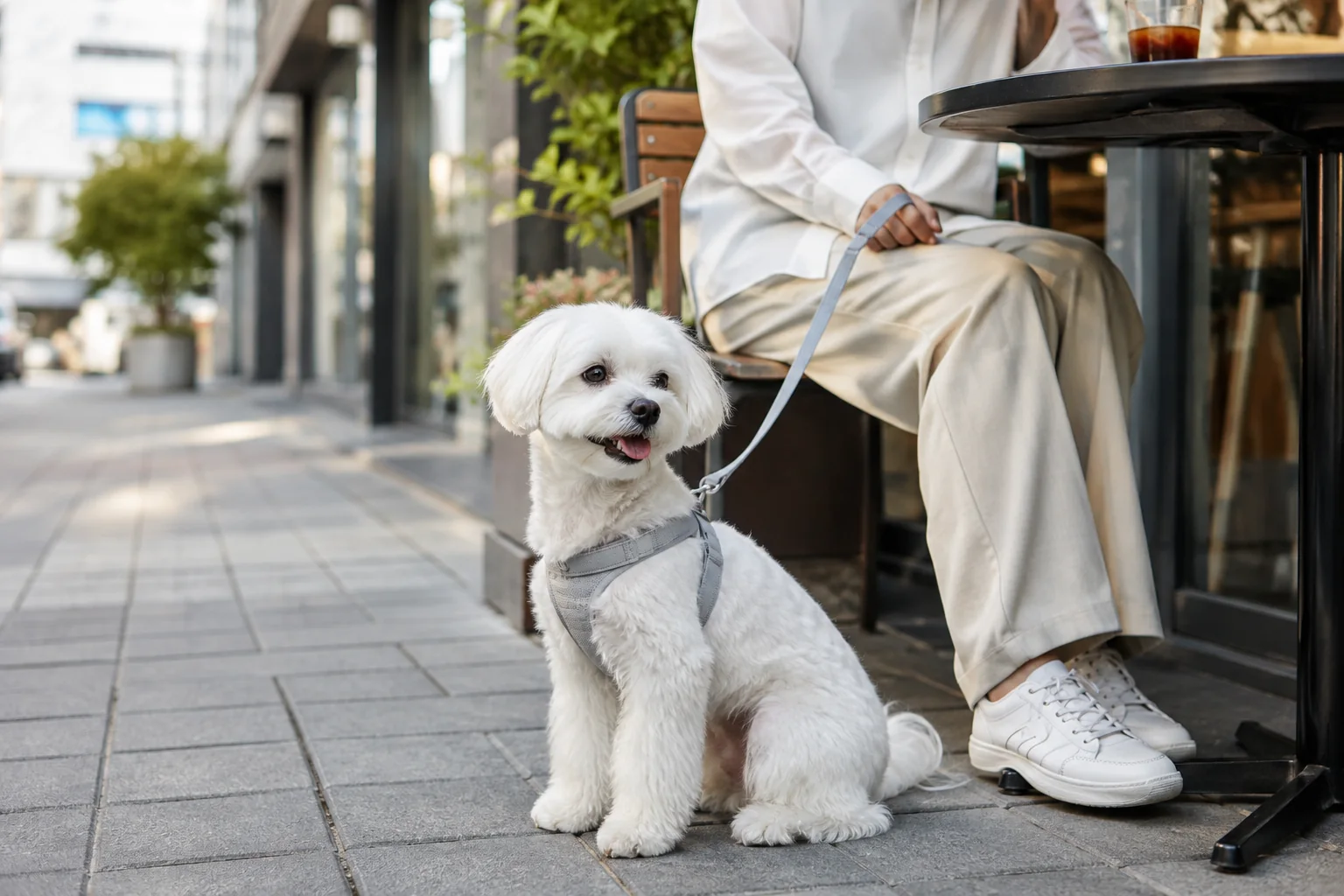 犬のハーネスサイズを測る